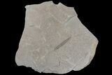 Pennsylvanian Fossil Lycopsid Bract (Pos/Neg) - Kentucky #176783-1